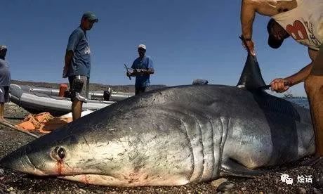如果让鲨鱼开口，它们会说：“你们对我们有偏见！”