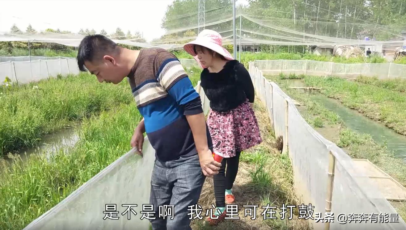 池子水浑浊，15天了蝌蚪还长不大，谁在捣乱？青蛙到了养殖关键期