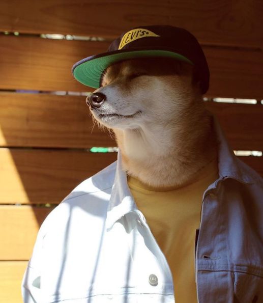 帅到各种时尚大牌求合作，它居然是条狗……你们信吗？