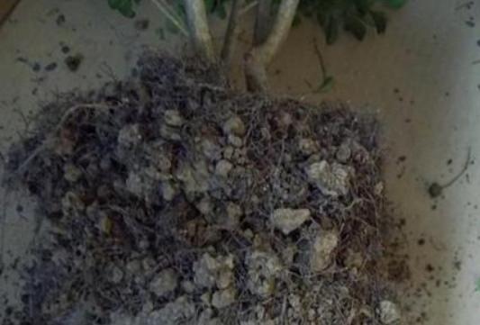 淘米水浇米兰多久浇一次,米兰能用淘米水浇吗