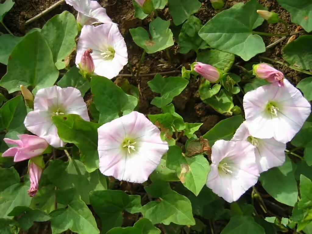 打不破的碗,打不破的碗叫什么名