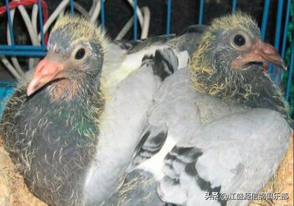 雏鸽时怎么分辨羽色,怎样识别公鸽和母鸽