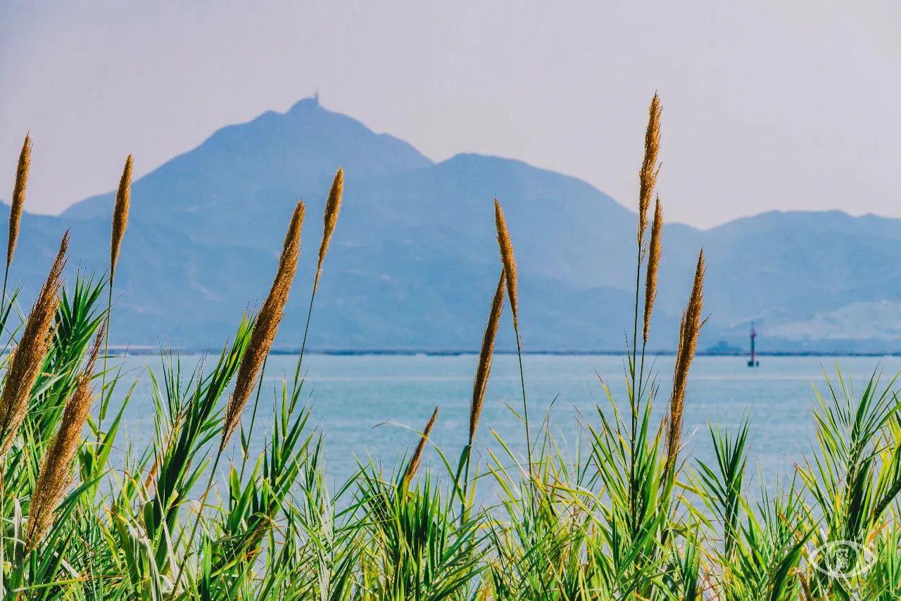 深圳海边最好的公园,深圳有几个靠海的公园