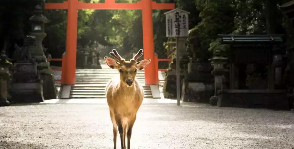 盘点那些年我看过的日本美景,日本美景8k超高清
