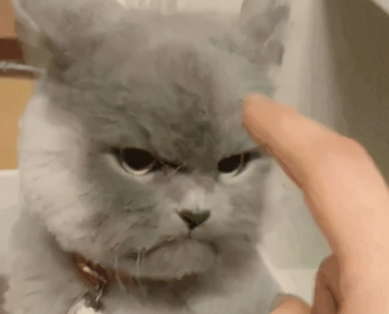 为什么挠猫咪肚皮猫咪会想咬人,摸猫咪的时候猫咪咬人啥意思