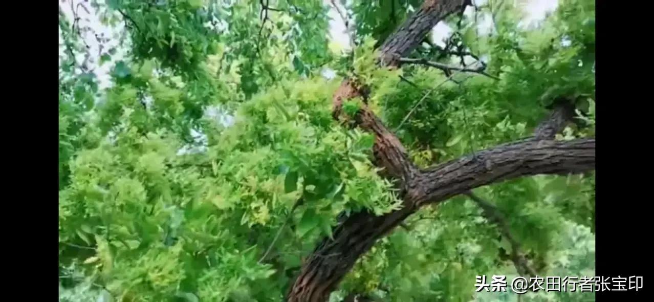 浅谈枣疯病的防治方法