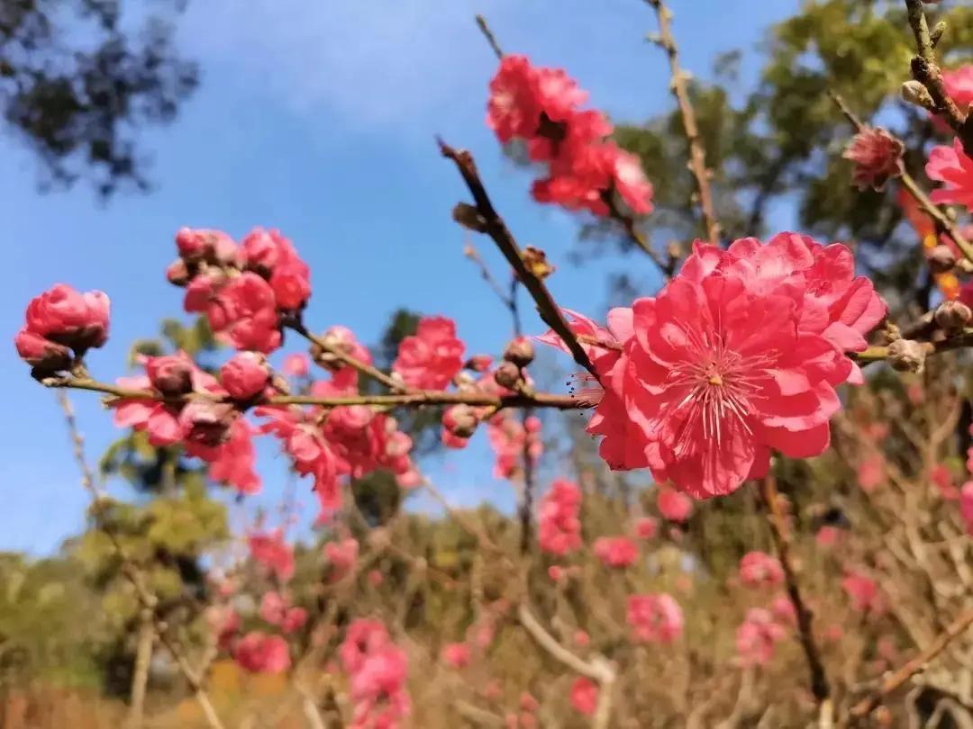 广州现在花开的季节,广州现在什么花开了
