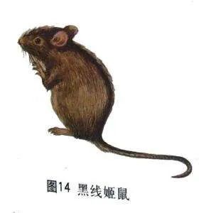 鼠类四害,防治鼠害最佳方法是什么