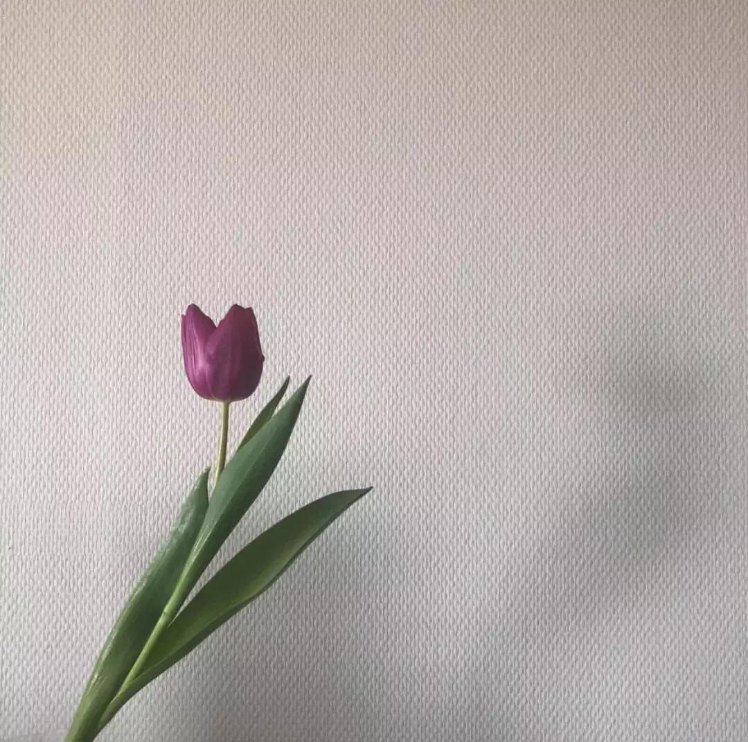 ins的花有哪些,ins超火的花