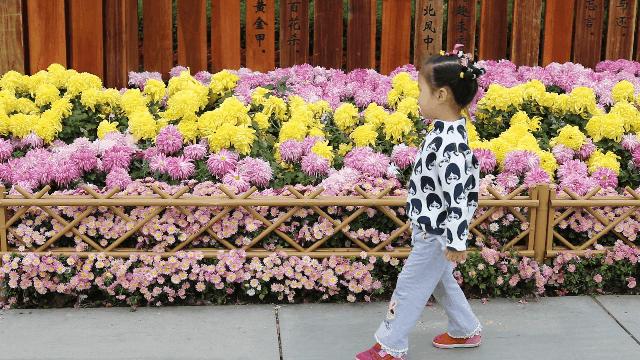 兴化千垛菊花海,广州海心沙菊花海