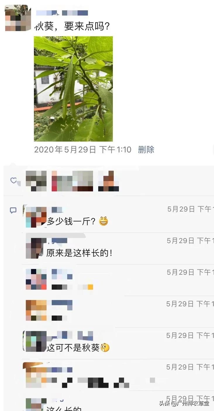 秋葵和曼陀罗长得像吗,如何辨别曼陀罗和龙葵