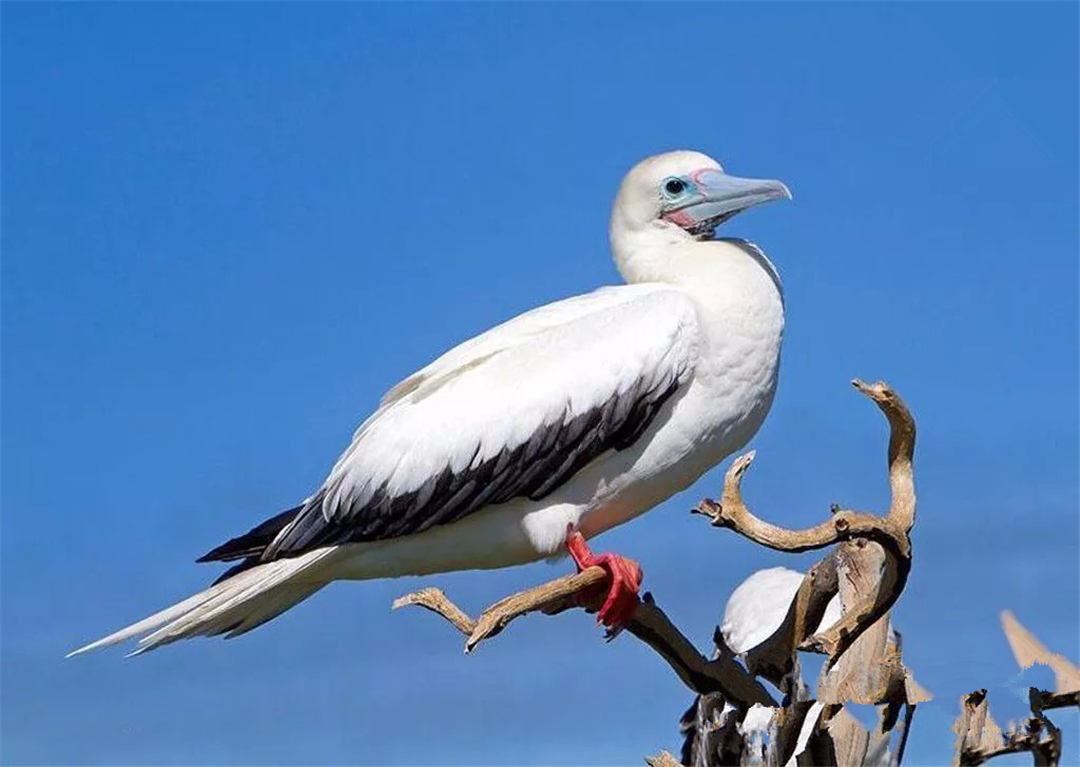 西沙群岛鸟有几种,西沙群岛上有哪些不常见的鸟
