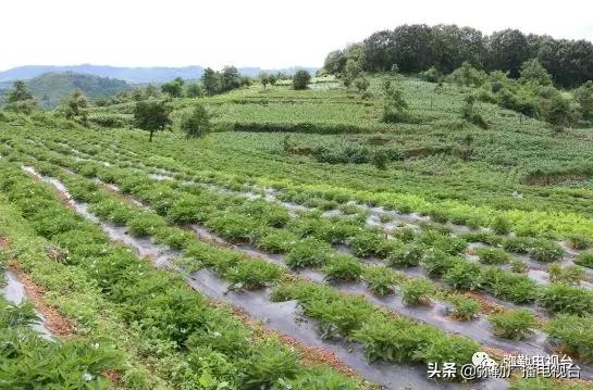 云南弥勒农产品直播卖货,弥勒农产品直播卖货