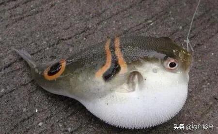 经常钓到的白色“气球”，美味佳肴需谨慎食用，浅谈如何垂钓河鲀