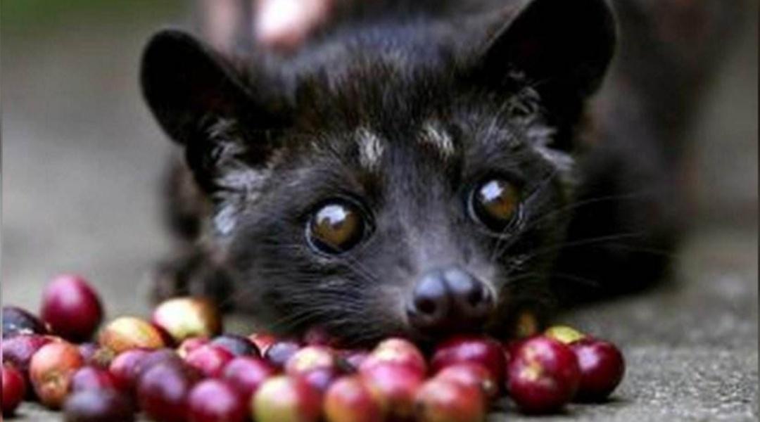 猫屎咖啡残酷的真相真的好喝吗,猫屎咖啡到底是怎么制作的