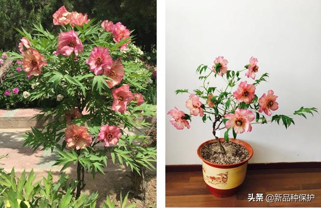 优良品种有哪些,最好的品种是哪一种