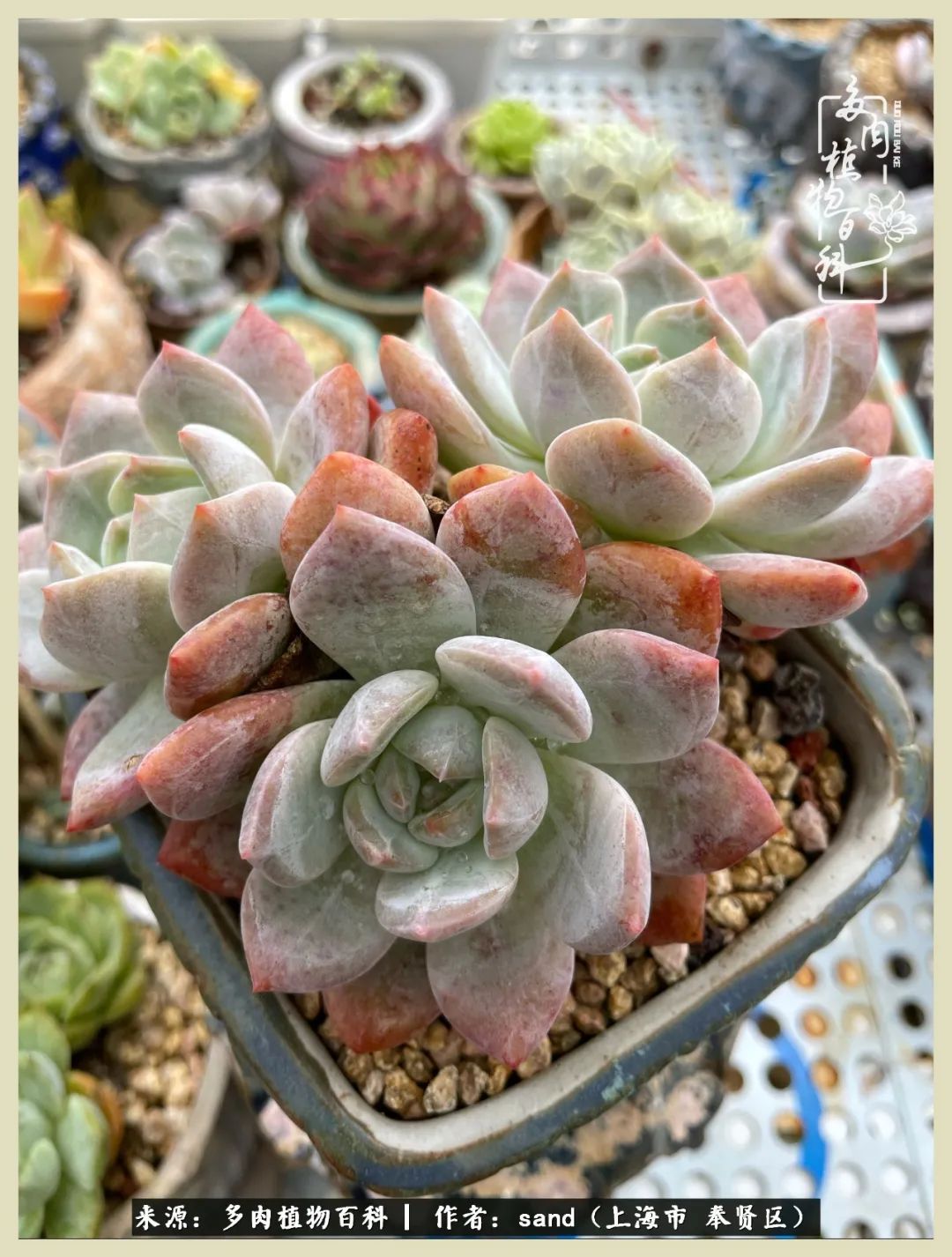 多肉怎么度过三伏天,多肉在三伏天怎么度夏