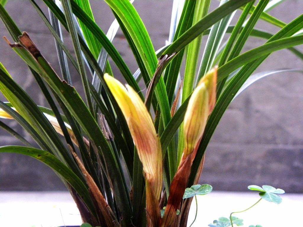 碧玉植物大概养殖方法,一叶兰碧玉兰怎样繁殖最快