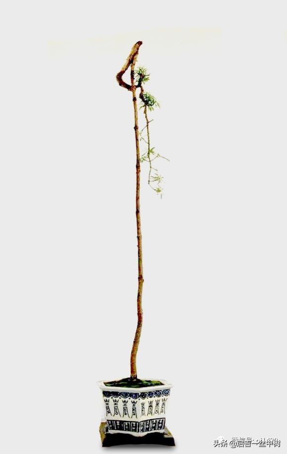 盆景跌价,盆景跌枝怎么解决