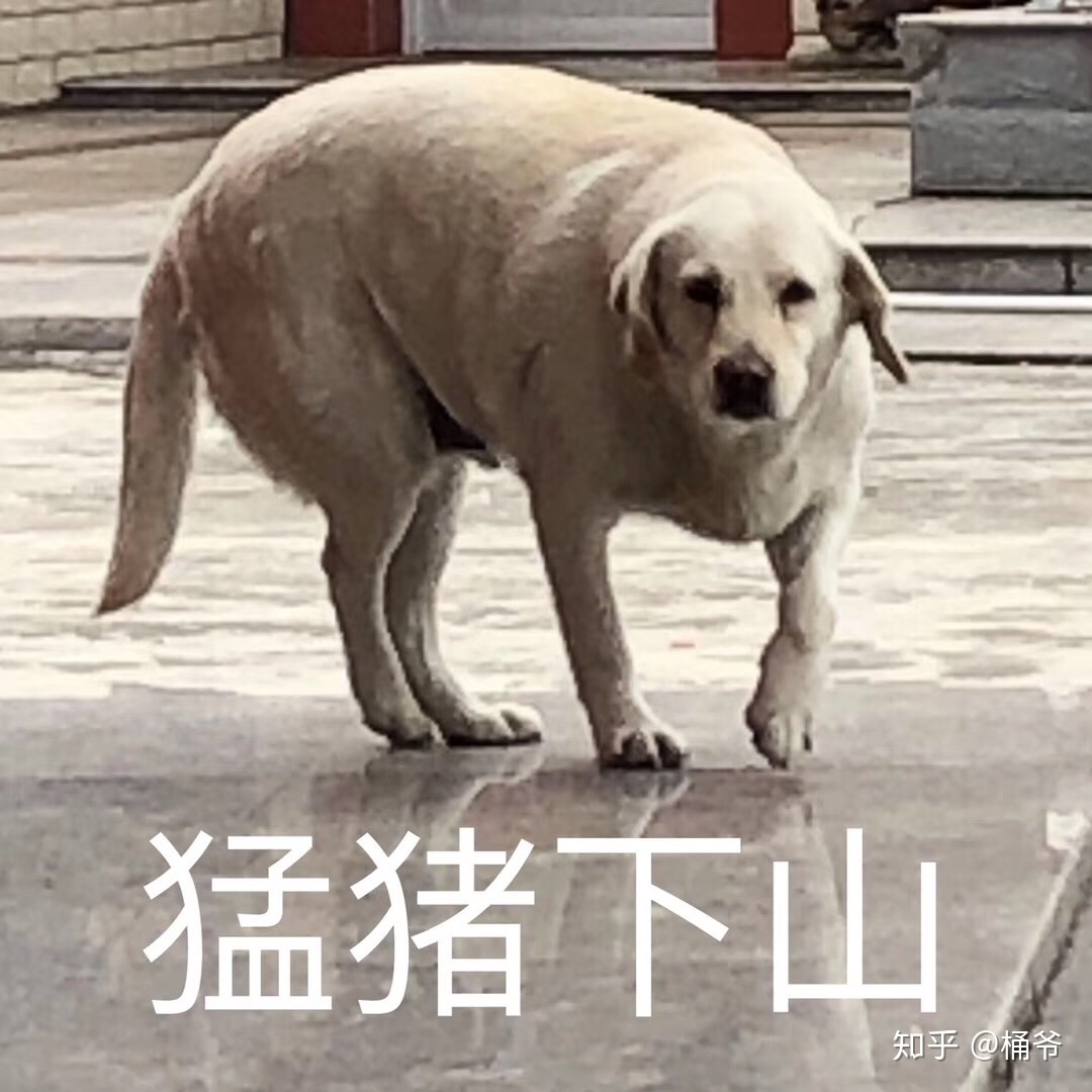 把宠物狗放到农村会怎样呢,如果把宠物狗放在野外会怎样