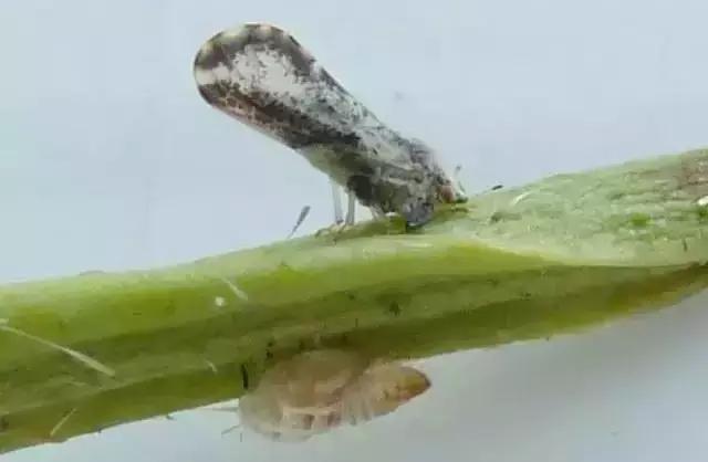 柑橘害虫及危害部位图,柑橘常见害虫高清图谱