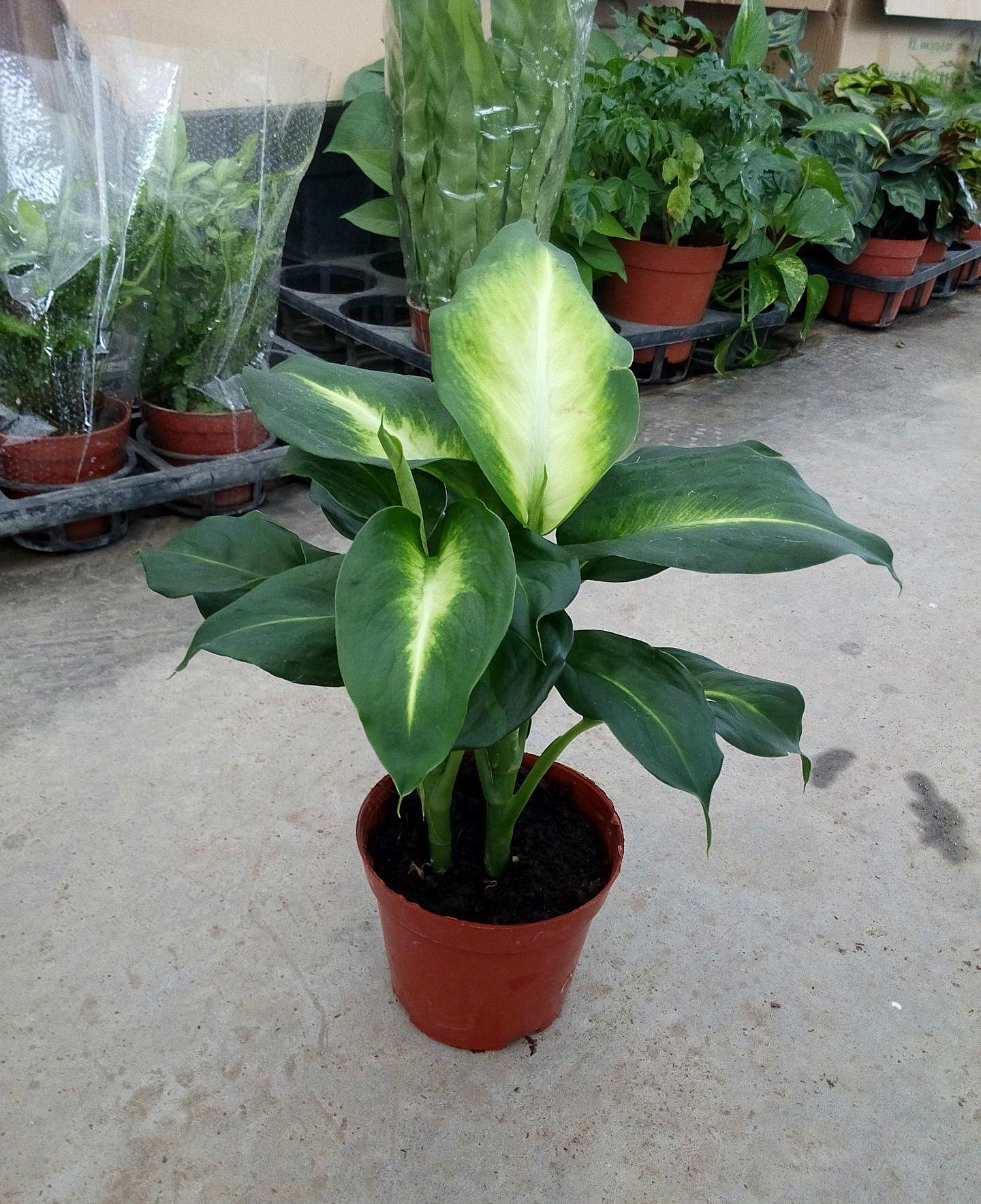 传统万年青的养殖方法,万年青怎么养才茂盛