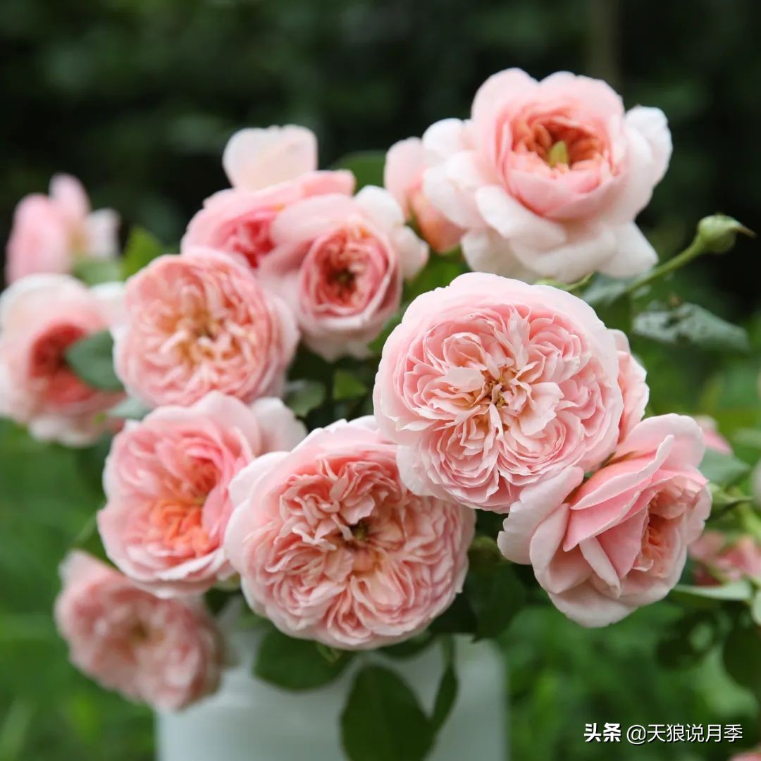 不容易，天狼自育终于打折了！空蒙只要50不到！