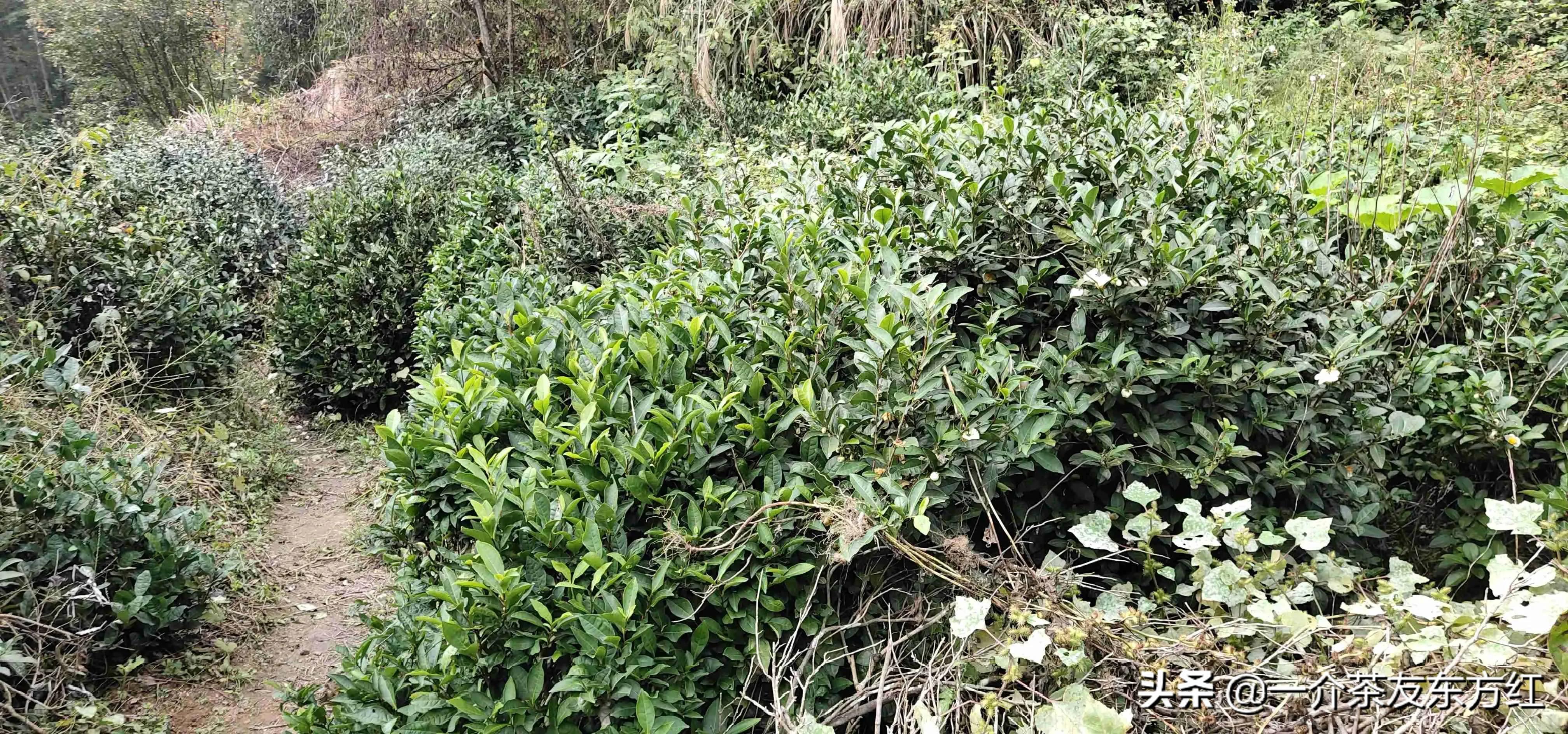 六安大别山主峰白马尖一日游游记,六安霍山攻略