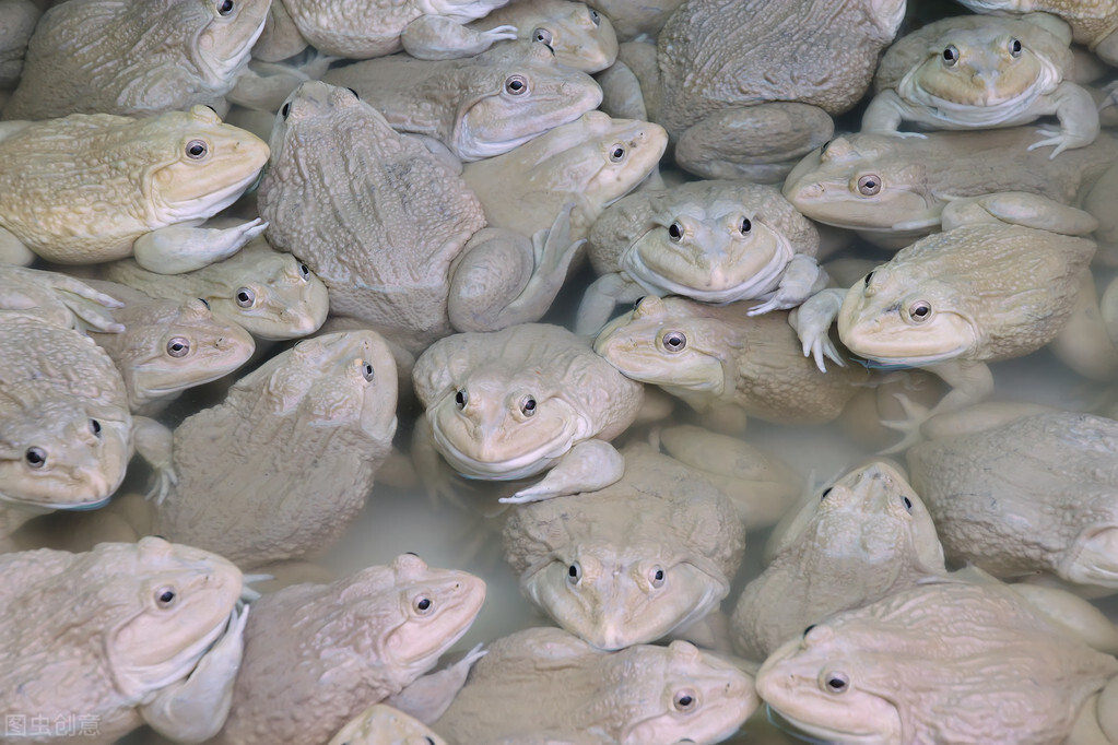 胡乱放生牛蛙现在还是要罚款的,为什么要非法养殖牛蛙了