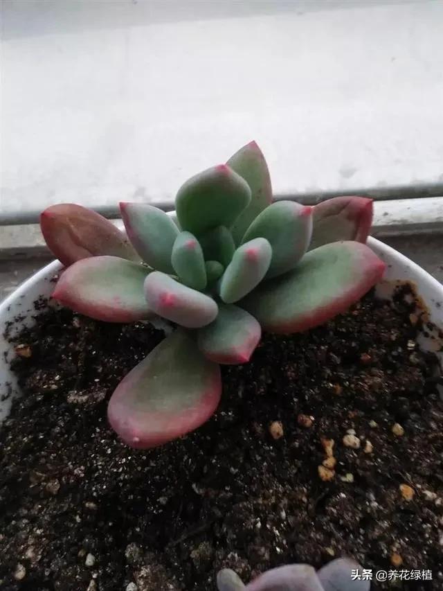 多肉植物在春天的迷人姿态,多肉植物春天31度能露养吗