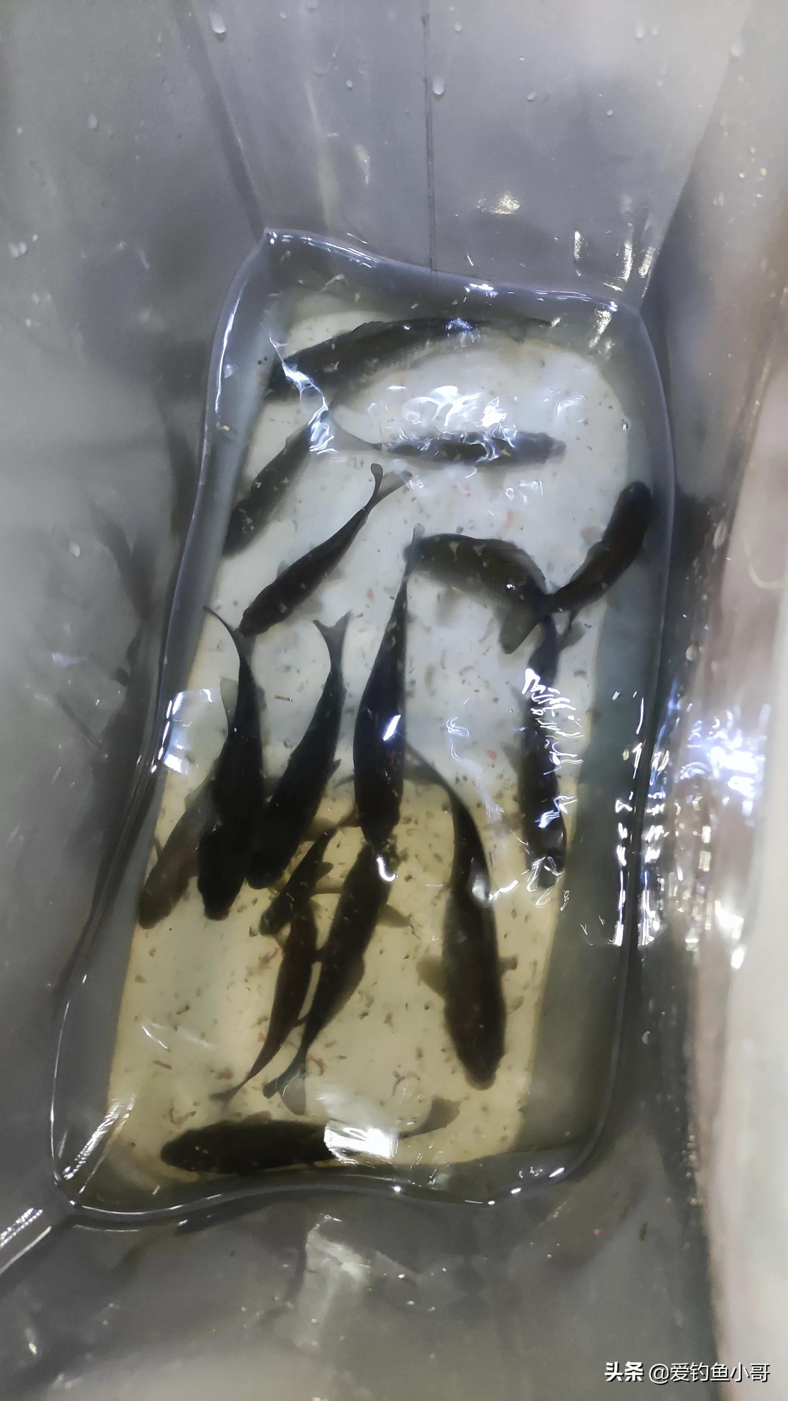 轻口小碎目鲫鱼浮漂怎么调漂,遇到鱼老是涮饵怎么办