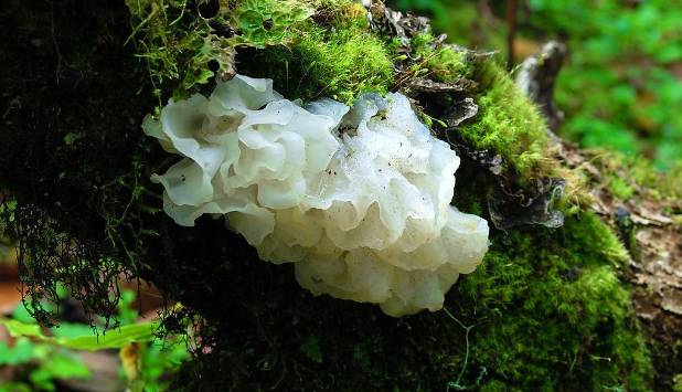 用中药调理身体有哪些好处,中药美容经典名方