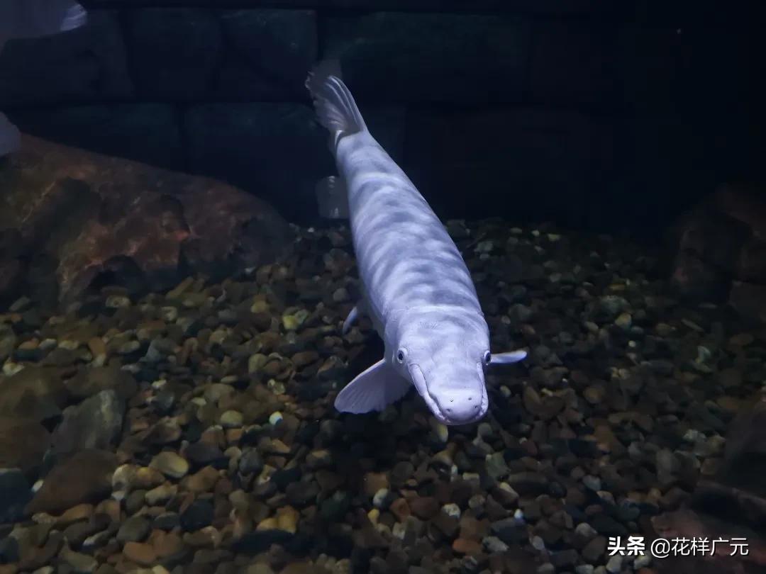 世界十大最凶猛淡水鱼之鳄雀鳝,海洋大揭秘之鱼类大科普海鳝