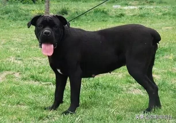 女子报警说家门口有恶犬,女子报警家门口有恶犬