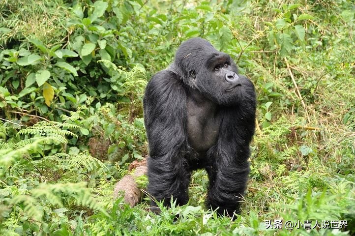 卢旺达最安静的国家,卢旺达景色