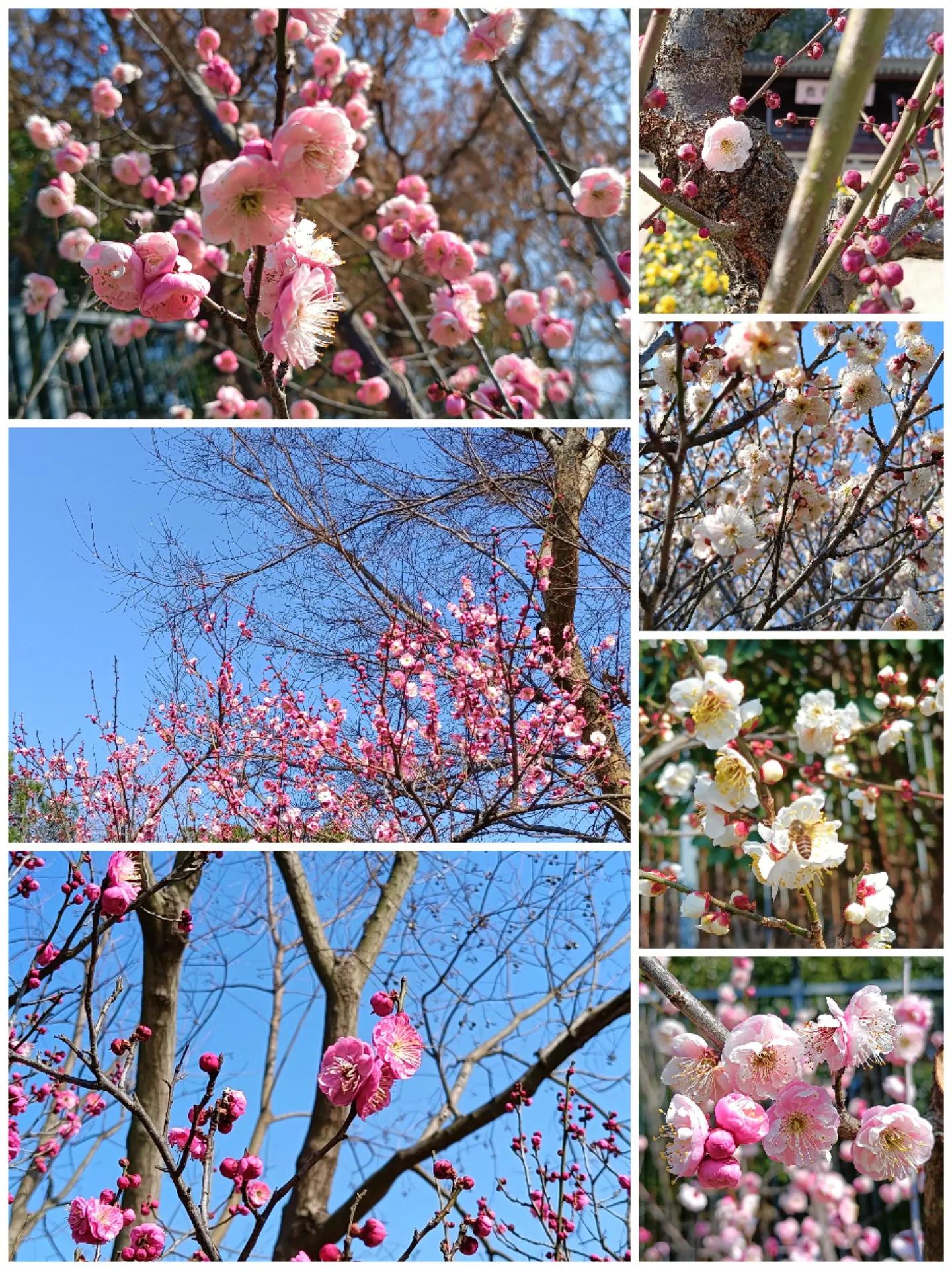 上方山森林公园作文,上方山森林公园动物世界