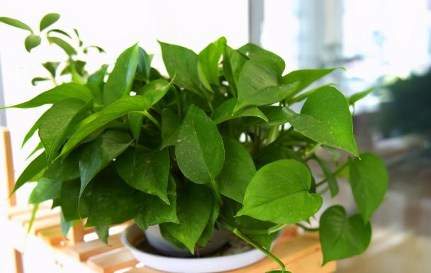 干松针可以垫盆底养花吗,养花干松针好还是鲜松针好