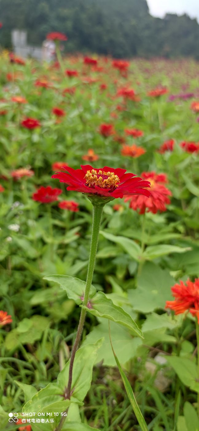 贵州麻江百日菊花海盛开,三都产蛋岩景区
