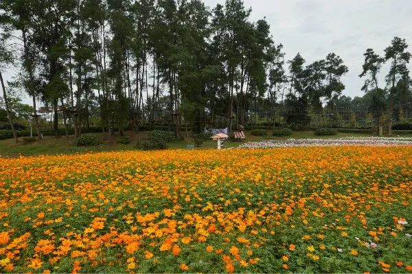 成都石象湖景区天气预报,成都石象湖的秋季