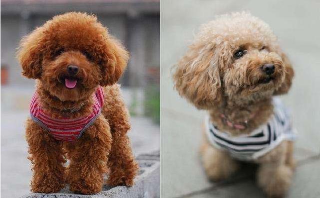 怎么饲养立耳泰迪犬,如何正确饲养泰迪犬