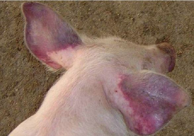 猪感染了非瘟不吃料开始排毒了吗,猪反反复复发烧不食是什么病