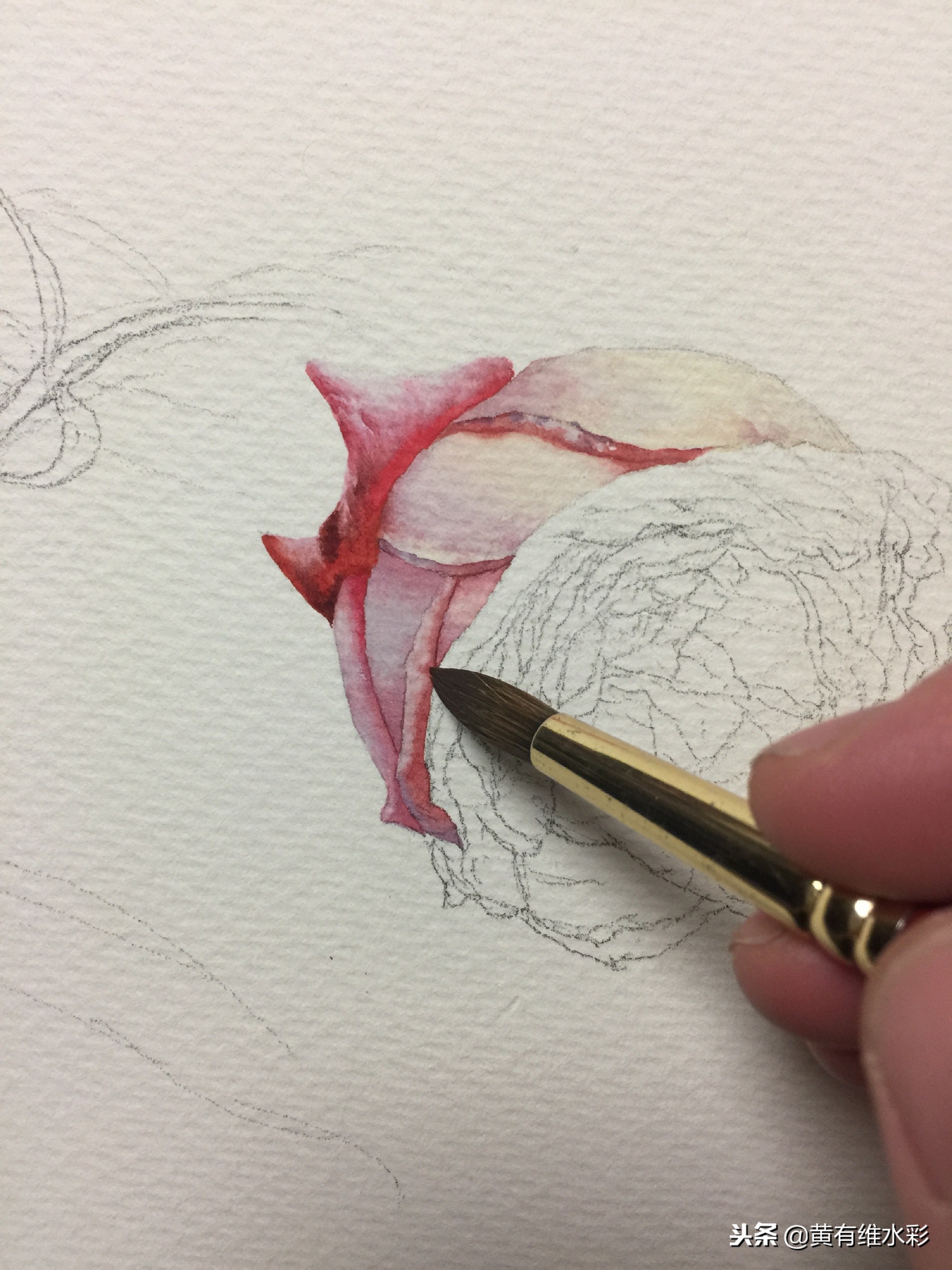 水彩绘画教程简单玫瑰,水彩步骤图花卉