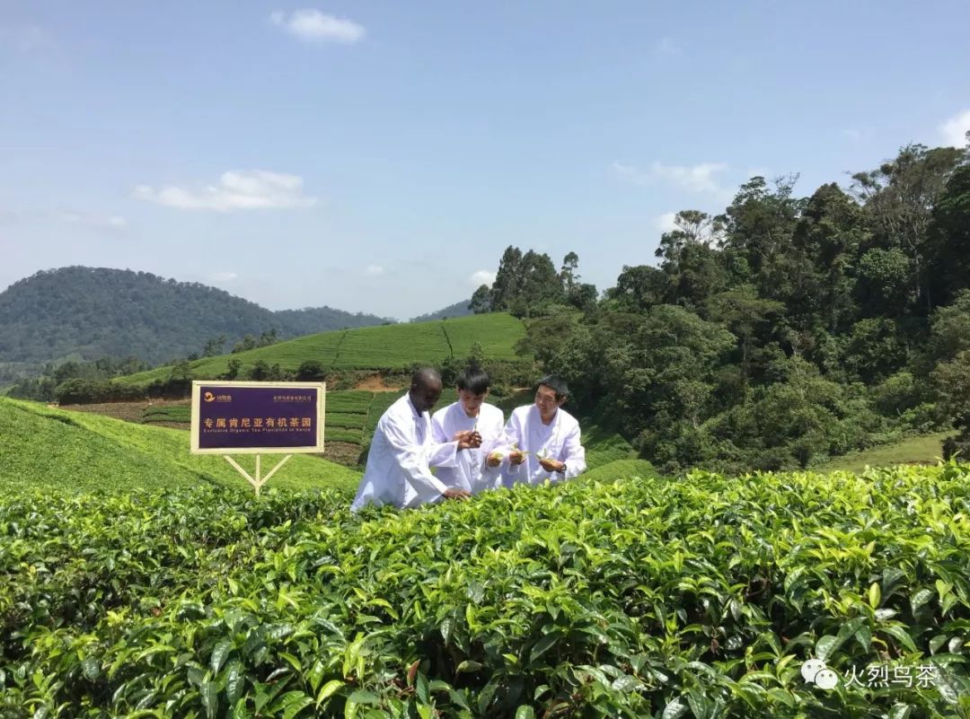 肯尼亚红茶为什么好喝一点,肯尼亚锡兰红茶