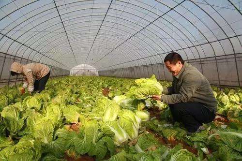 大白菜白斑病怎么消除,大白菜白斑病严重图