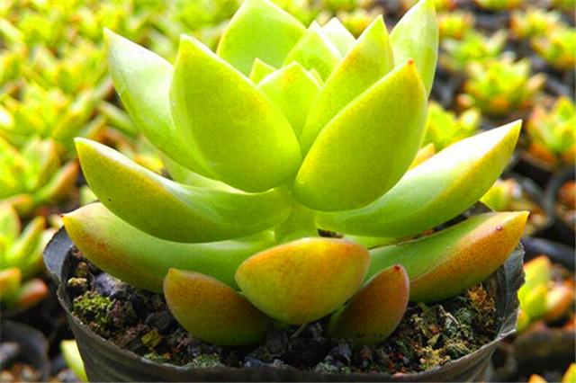 李大爷养花技术,李大叔养多肉