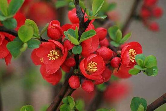 海棠花怎么养殖最好,海棠花怎么养和栽培