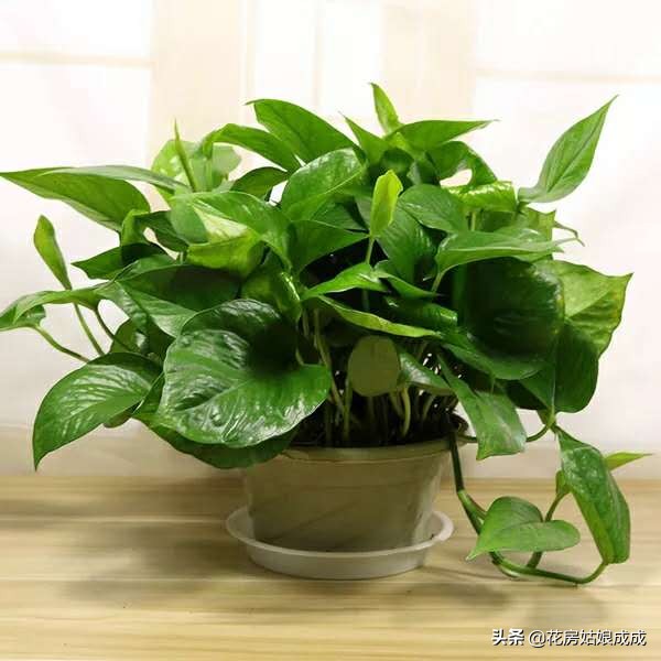 绿萝黄叶加入营养液能变绿吗,家里的绿萝黄叶子怎么治