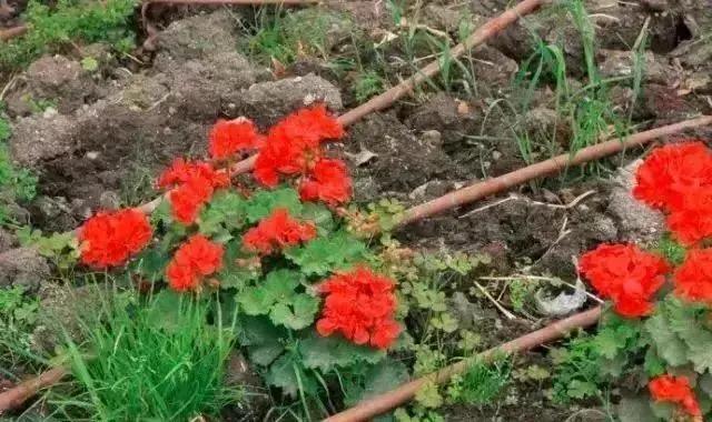 以色列水肥一体化,以色列高科技农业水肥一体化