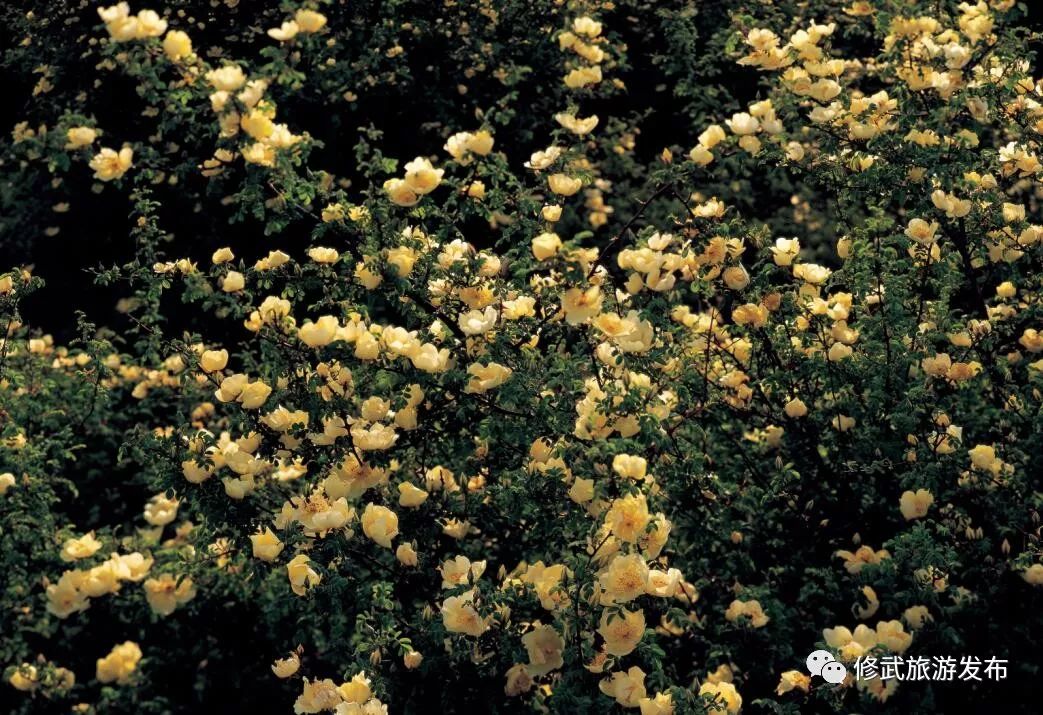 修武，向全世界发出邀请！这个古老的小城，原来可以这么美（惊艳版）