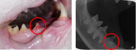 关于猫牙齿的冷知识,猫的牙怎么护理
